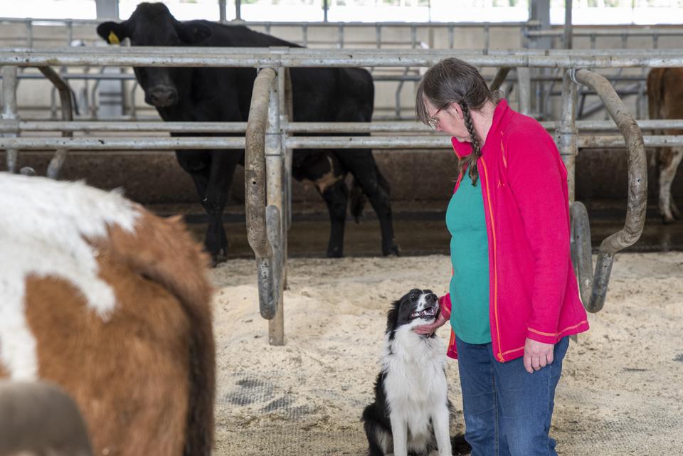 Britt-Marie i sin ladugård med hund och kor
